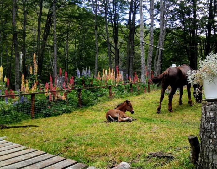 Отель Bosque Holistico Del Fin Del Mundo Ушуая Экстерьер фото